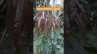 আম গাছ ঝোপালো করবেন যেভাবে || How to bushed a mango plant. #mangoplant #আমগাছ #ঝোপালো