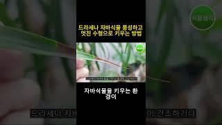 드라세나 자바 식물, 잎 끝 갈변 방지!