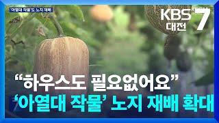 “하우스도 필요없어요”…‘아열대 작물’ 노지 재배 확대 / KBS  2024.08.26.