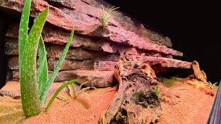 Bioactive Bearded Dragon Vivarium