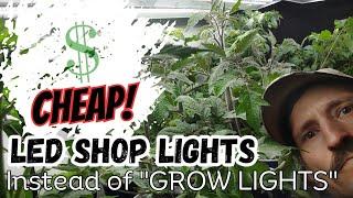 Cheap Grow Lights |LED Shop Light RESULTS|