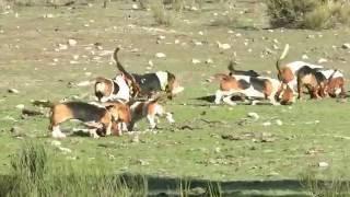 Basset Hound Pack (jauria) of Topsfield Lebrera (Spain) 2 January 2016