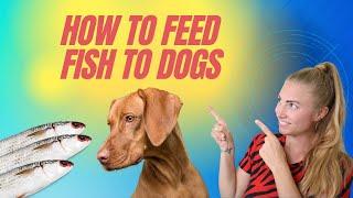 The Best Fish for Dogs & Cats! Best ways to Feed Fish & Omega-3