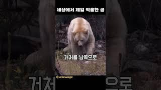 세상에서 제일 억울한 곰