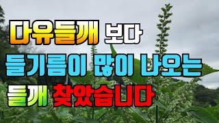 들깨파종 이렇게 하면 절대 실패없다. 들기름 많이 나오는 새로운 품종은?
