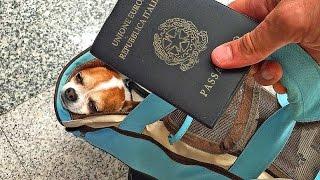 Fly with Chihuahua from Milan to New York (English subtitles) - Nic and Pancho Vlog #5