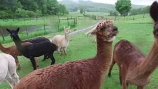 We are Pure Catskills: Gunhouse Hill Alpacas