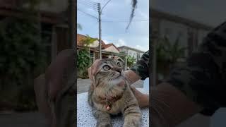 टुक टुक टुई????#shorts #trending #reels #meme #youtubeshorts #trendingmemes #ytshorts