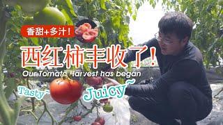 Juicy Tasty | Our Tomato Harvest has Began !