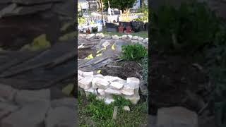 FRUGAL GARDEN PROJECT - STONE WALL GROWING BED
