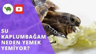 SU KAPLUMBAĞAM Yemek YEMİYOR -  Nedeni NE OLABİLİR?