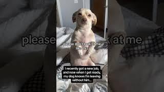 Chihuahua sad and cries when her human mom goes to work.