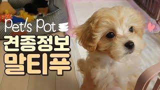 펫스팟 견종정보 '말티푸'편! - Pet's Pot 견종정보