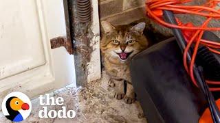 Tomcat Takes A Year To Finally Come Inside Woman's House | The Dodo