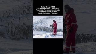When Humanity Triumphs All  #thehistoryguy  #history #documentary #penguin