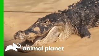 Huge "Monster" Gator Is Spotted In A Pond | Gator Boys