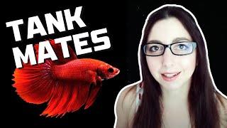 BETTA FISH TANK MATES | 10 More Great Tank Mates For Bettas