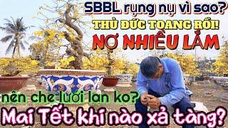 Mai Tết khi nào xả tàng Út Đực trăn trở cảnh nợ nần làng mai Thủ Đức 2025 hướng dẫn chăm cây sau Tết