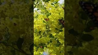 Butterfly Flight for Relaxation and Stress Relief  | Nature Video | @PleasantRelaxation  197