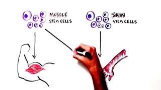 Stem Cells 101: Building the World's Most Complex Construction Project