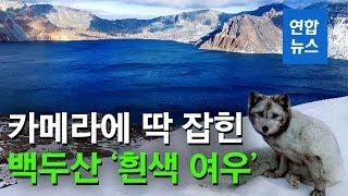 눈 덮인 백두산 천지에서 카메라에 잡힌 '흰색 여우' / 연합뉴스 (Yonhapnews)