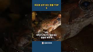 보는 순간 “이게 진짜 동물 맞아?” 싶은 비주얼! #동물TOP5 #자연상식 #생물지식 #자연다큐 #동물쇼츠 #동물상식