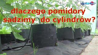 dlaczego pomidory sadzimy do cylindrów?