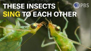 Lacewing LOVE is Noisier Than You Think  | Deep Look