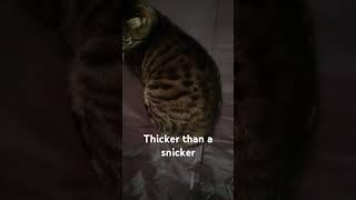 Thicker than a Snicker #cat #animals #catvideos #cute #funnycats #adorable