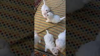 Bichon Frise Puppies Playing  2023