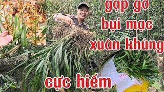 Đụng độ bụi mạc xuân có một không hai siêu hiếm, đi tìm lan rừng tập 22 | phong lan rừng pv