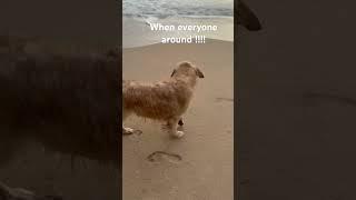 I’m smart #timo #goldenretriever #dog #viral #ytshorts #reels #shorts
