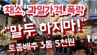 경동시장 배추, 과일  초저렴  하향 안정세 접어들었습니다.[경동시장]