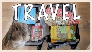 HOW TO TRAVEL WITH A RABBIT (part 1)