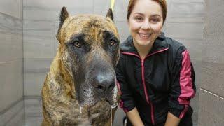 The POWERFUL Perro de Presa Canario 