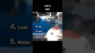 Top 5 Bird