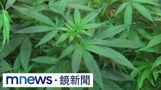 大麻成美國州政府財神　加州大麻稅年收逾300億｜#鏡新聞