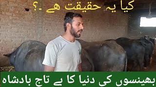 monthly.profit.of.23.buffaloes.urdu.buffaloes.farming.pakistan.in.urdu