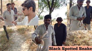 Non Venomous Black Spotted Snake Catching by the Jogi