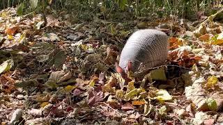 Armadillo on Snake Road