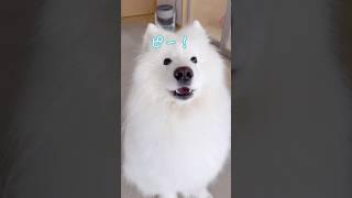 大好きなパパが出社した時の大型犬の反応が可愛いすぎる #samoyed #サモエド #癒し動画