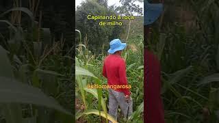 Capinando o milho. #amazônia #vivendonositio #vidanaroça.