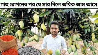 আম গাছ রোপণের [প্রথম বছরে] সার প্রয়োগের মাএা | Fertilizer doze 1 year old mango plant