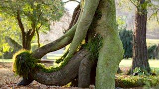 20 MOST Unusual Trees In The World