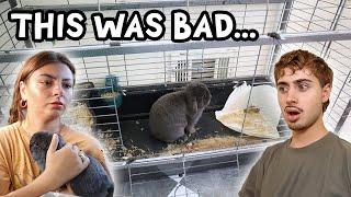 This rabbit was locked in a cage for 7 years…until now