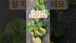 호박 뻗어나가기 시작하네요