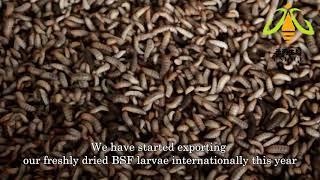 BSF automated multi tier rearing system and microwave drying system