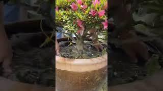 Rhododendron Bonsai Is Almost In Full Bloom #satisfying #short