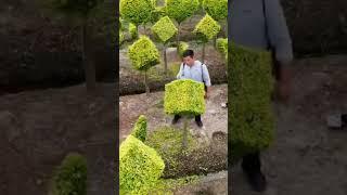 Beautiful Bonsai Garden #satisfying #shot