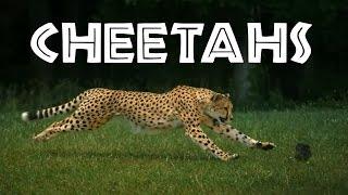 Cheetahs for Kids: Learn All About Cheetahs - FreeSchool